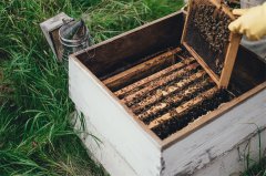有机蜂蜜与天然蜂蜜的区别