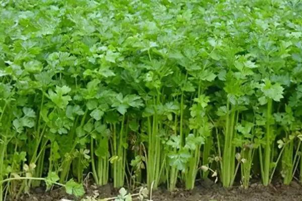 芹菜亩产量一般多少斤？芹菜种植方法