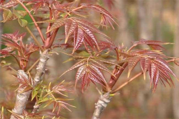 香椿矮化密植的选种、育苗要点及剪枝方法