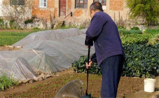 菜心施肥方法是什么？菜心施肥有哪些注意事项