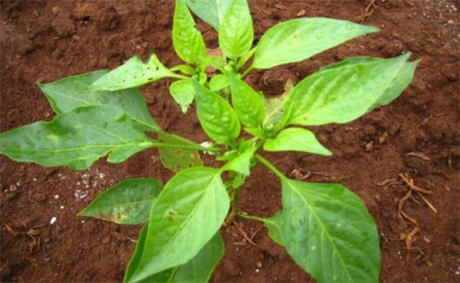 辣椒苗用什么除草剂除草