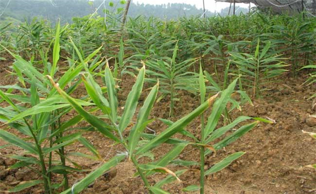 生姜除草可以使用哪些除草剂