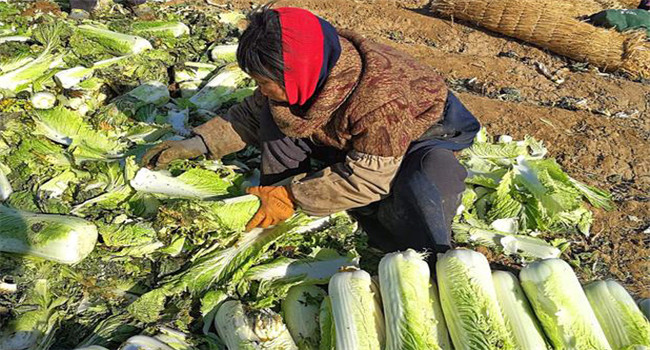 白菜烂帮是什么原因导致的，白菜烂帮怎么治疗