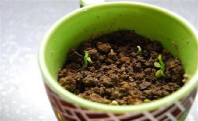 如何用花盆种植辣椒，辣椒盆栽方法简介