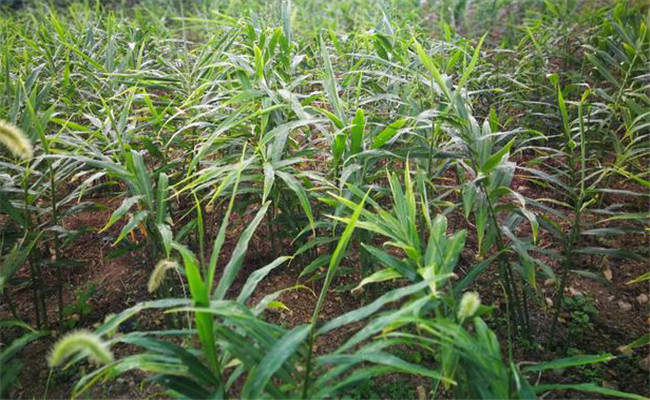 姜田除草剂施药技术要点