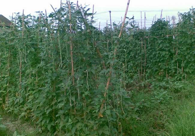 豇豆种植管理方法