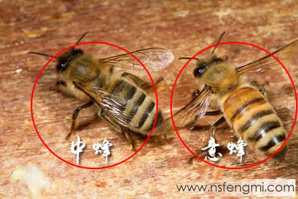 中华蜂和意蜂的区别