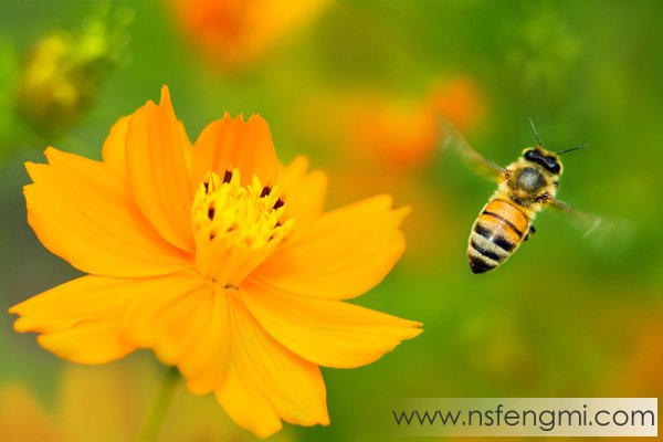 蜂蜜有哪些种类？常见的单花种蜂蜜种类
