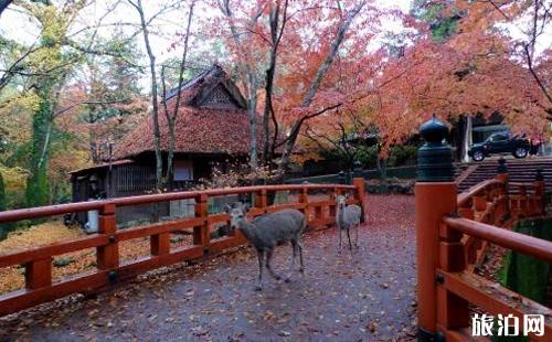 奈良一日游怎么安排为好 奈良旅游必去景点（必玩景点攻略）