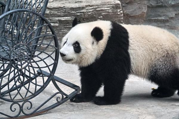 北京有几个动物园 哪个最好（北京野生动物园攻略）
