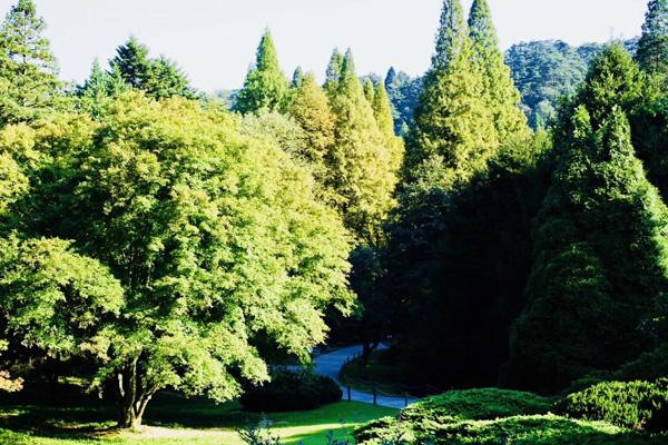 九江避暑地方有哪些 七大避暑胜地（庐山植物园攻略）