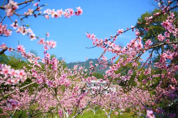 长沙看桃花的地方 14个最好看的观赏地