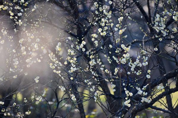 2023苏州梅花节在什么地方 附活动时间（香雪海攻略）