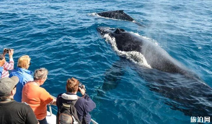 哪里可以观鲸 鲸主要分布在哪些地方