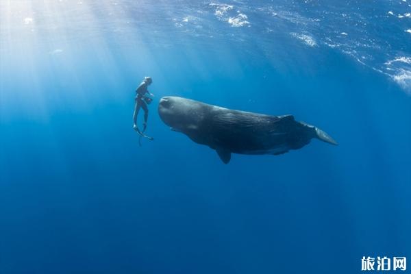 哪里可以观鲸 鲸主要分布在哪些地方（西海岸观鲸概况攻略）