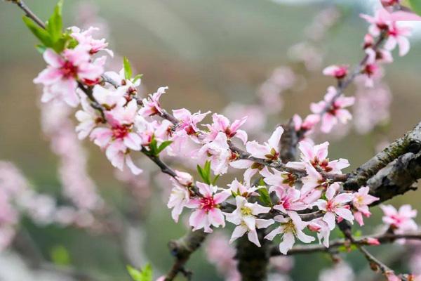 2023杭州桃花哪里好看 赏桃花最好的地方