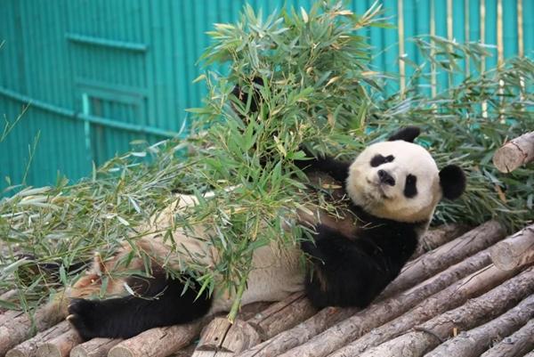 威海有熊猫吗在哪里 哪个动物园有熊猫