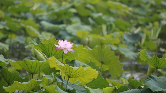 西湖必去的十大景点排名榜单（17个收费景点全部免费开放）