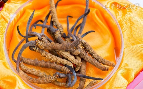 冬虫夏草的简单食用方法有哪些