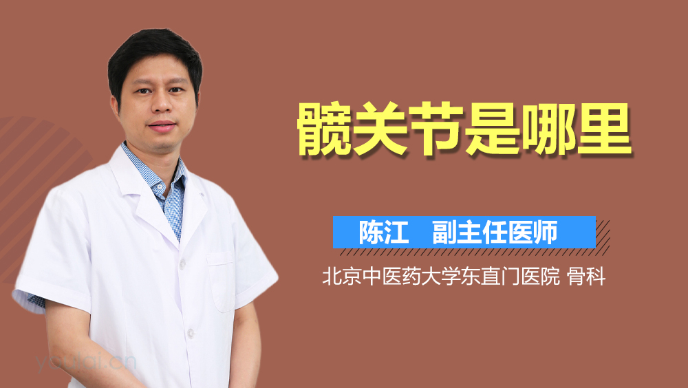 髋关节是哪里