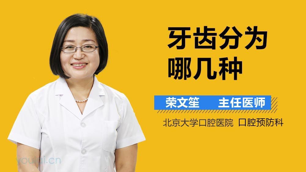 牙齿分为哪几种