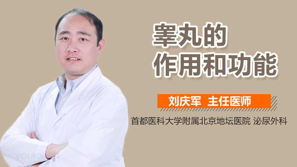 睾丸的作用和功能