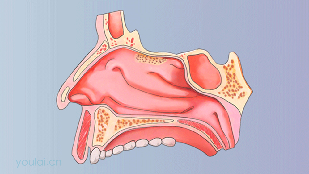 鼻前庭的位置、结构及功能