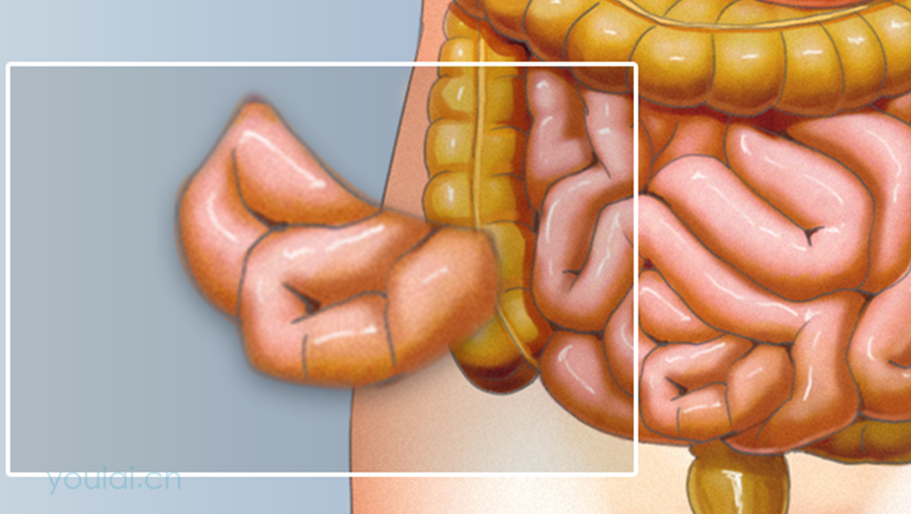 回肠的位置、结构及功能