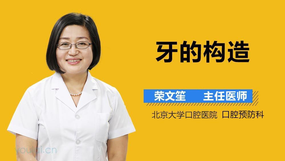 牙的构造