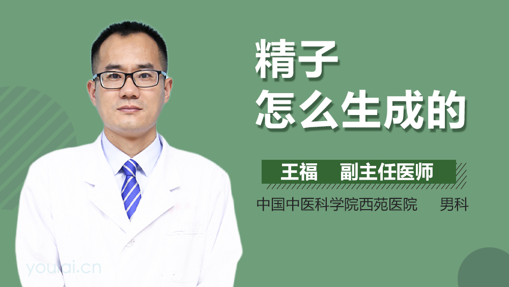 精子怎么生成的
