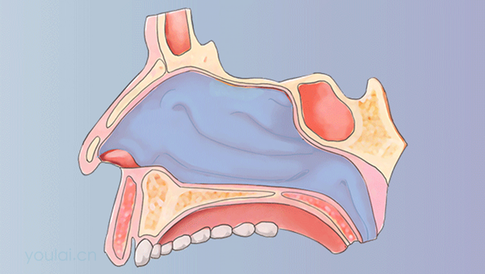 固有鼻腔的位置、结构及功能