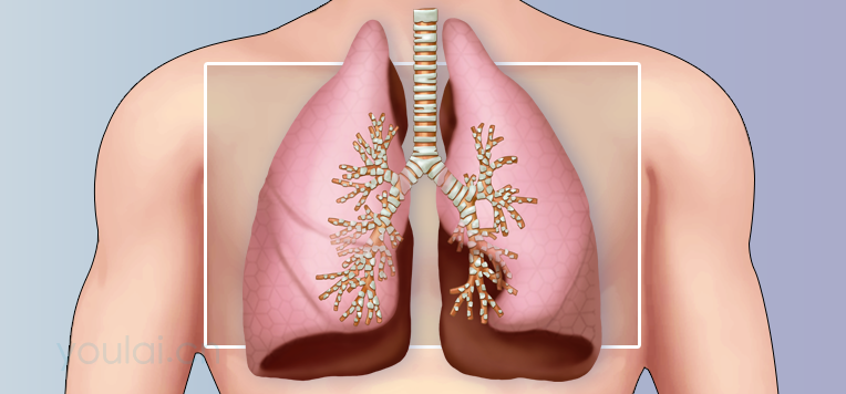 肺的位置、结构及功能