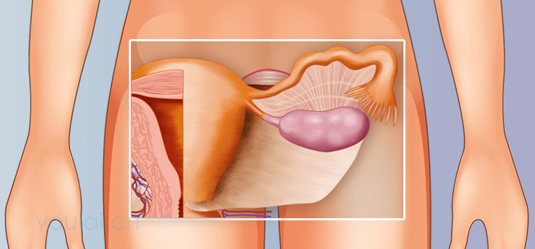 输卵管的位置、结构及功能