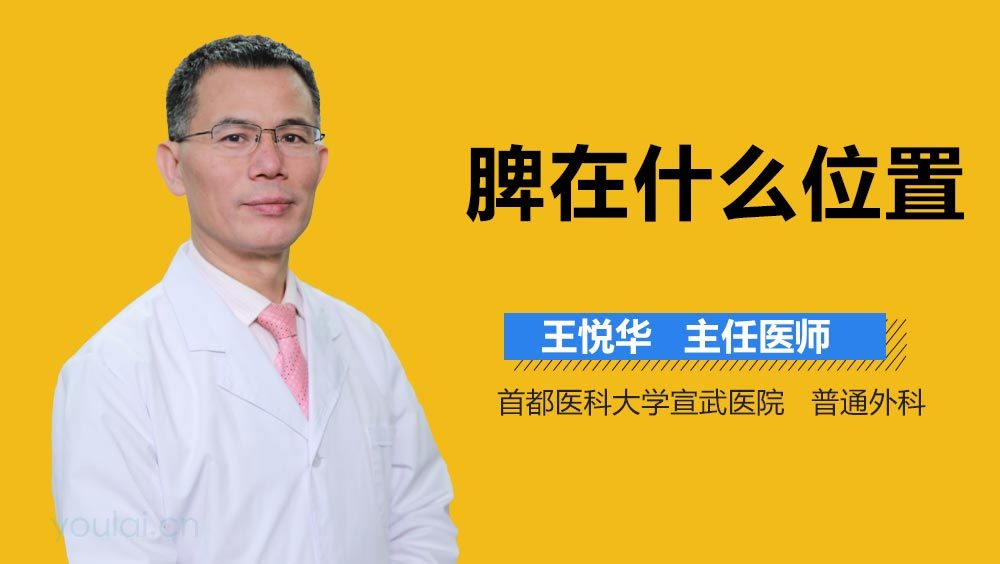 脾在什么位置