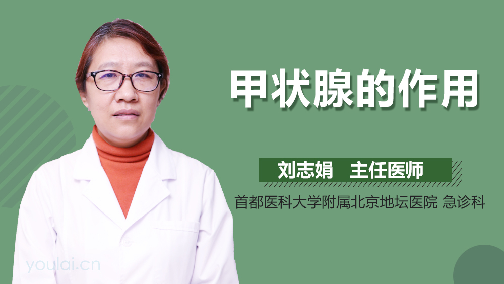 甲状腺的作用