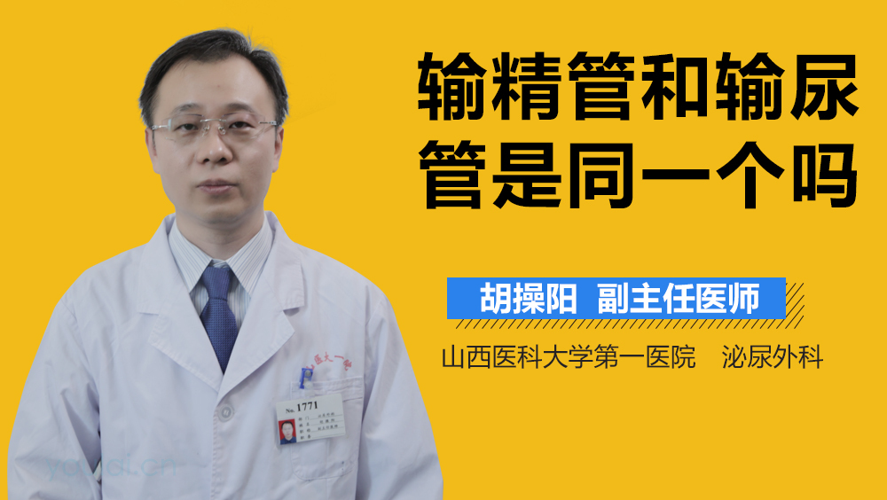 输精管和输尿管是同一个吗
