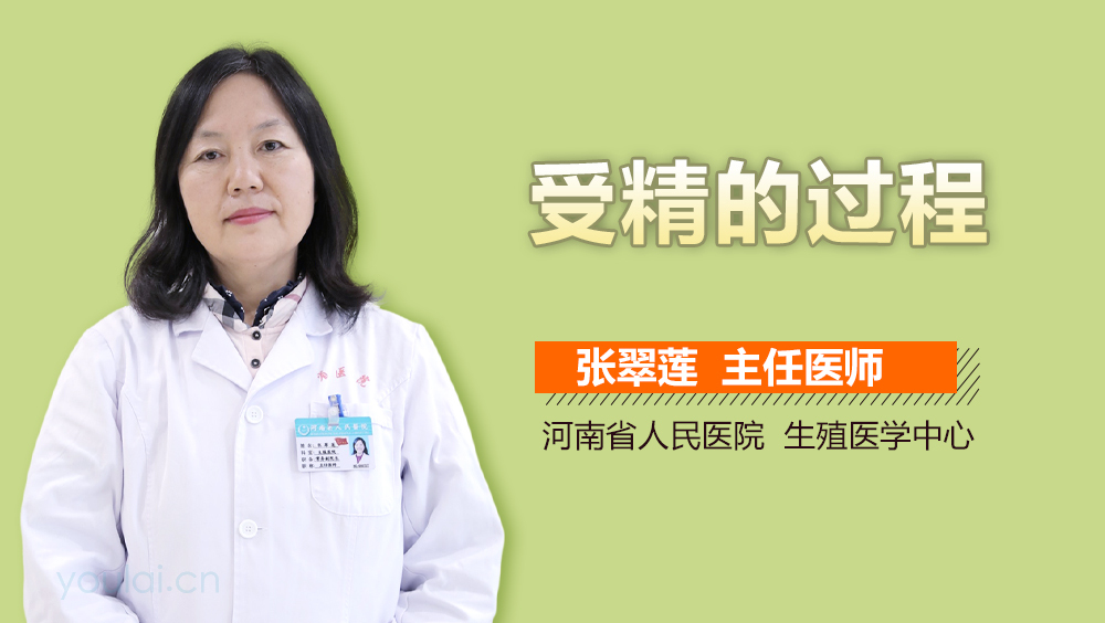 受精的过程