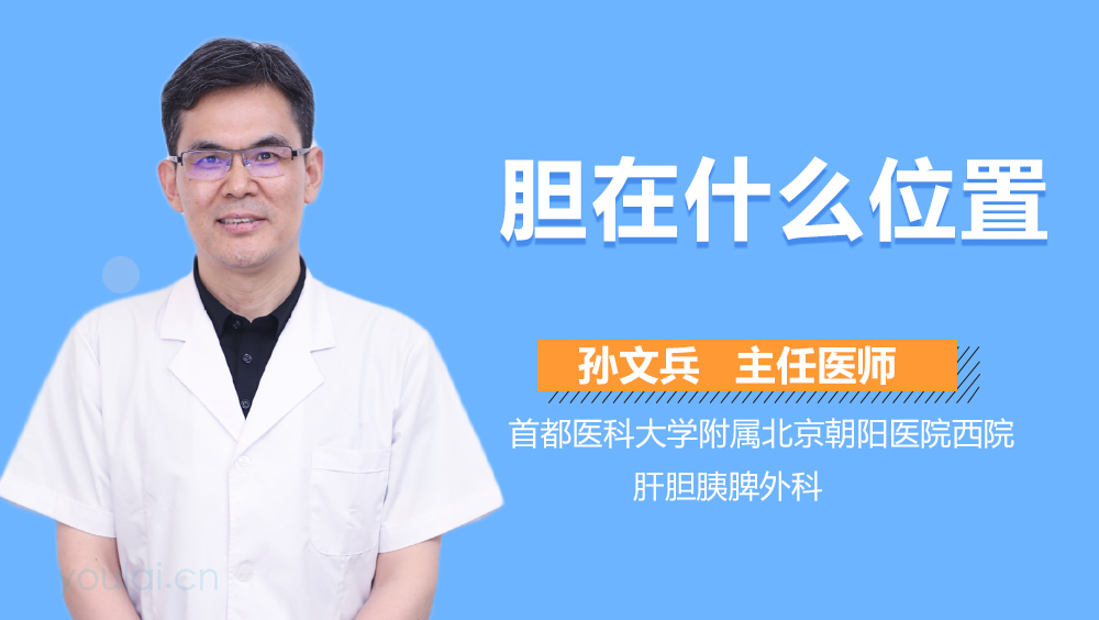 胆在什么位置