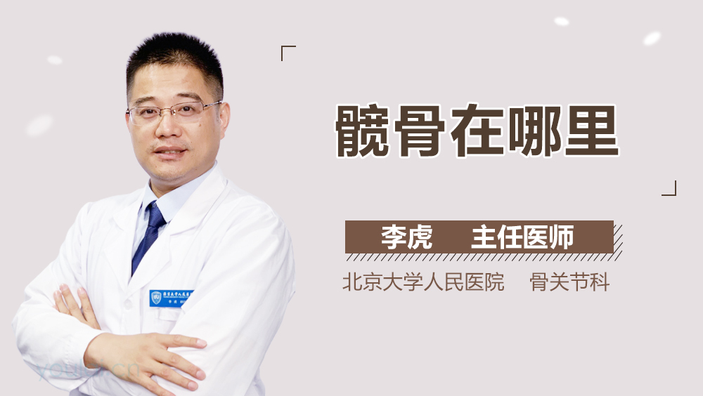 髋骨在哪里