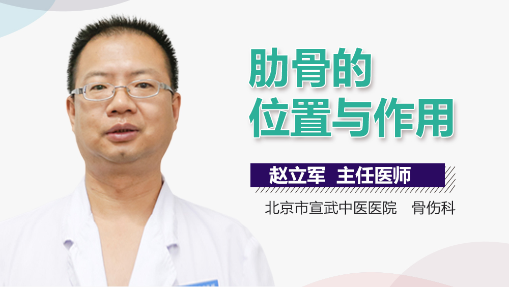 肋骨的位置与作用