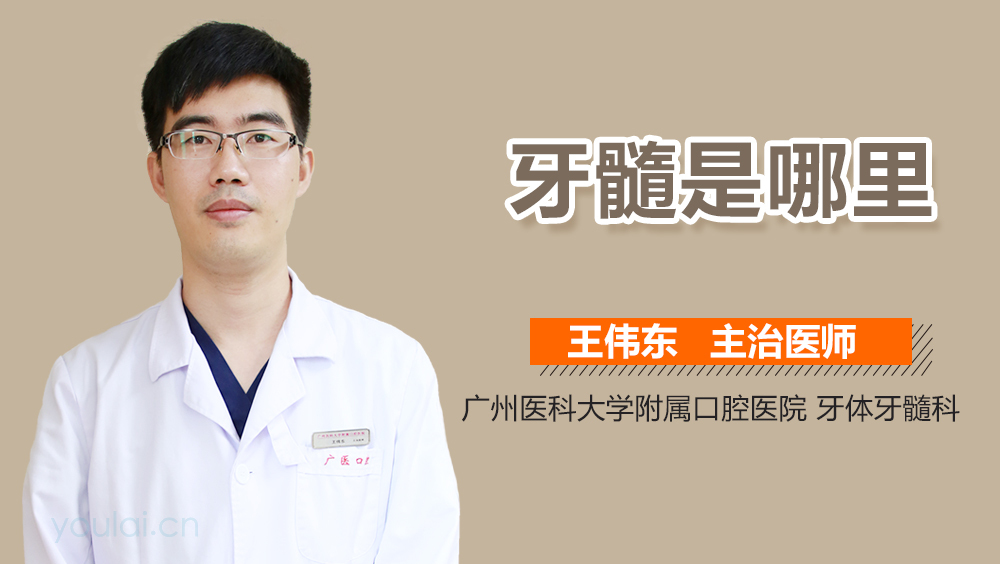 牙髓是哪里