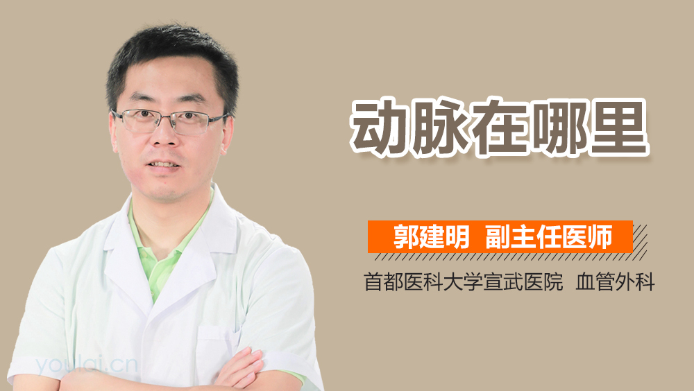 动脉在哪里