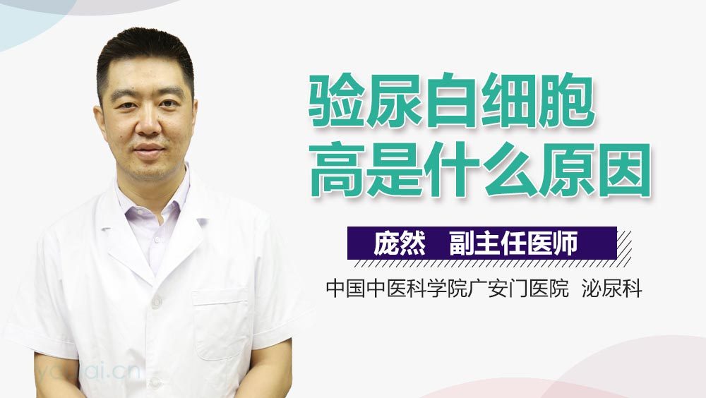 验尿白细胞高是什么原因