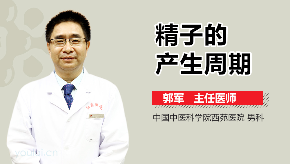 精子的产生周期