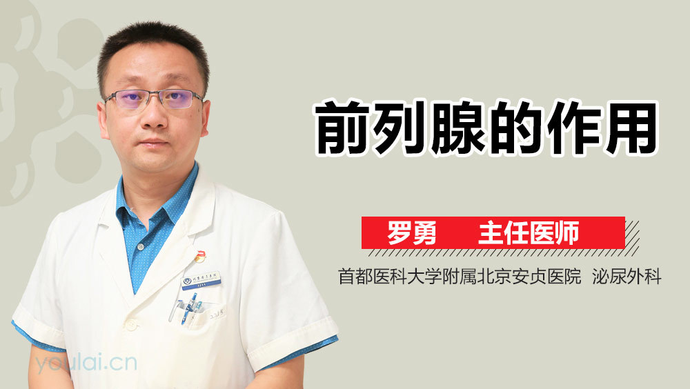 前列腺的作用