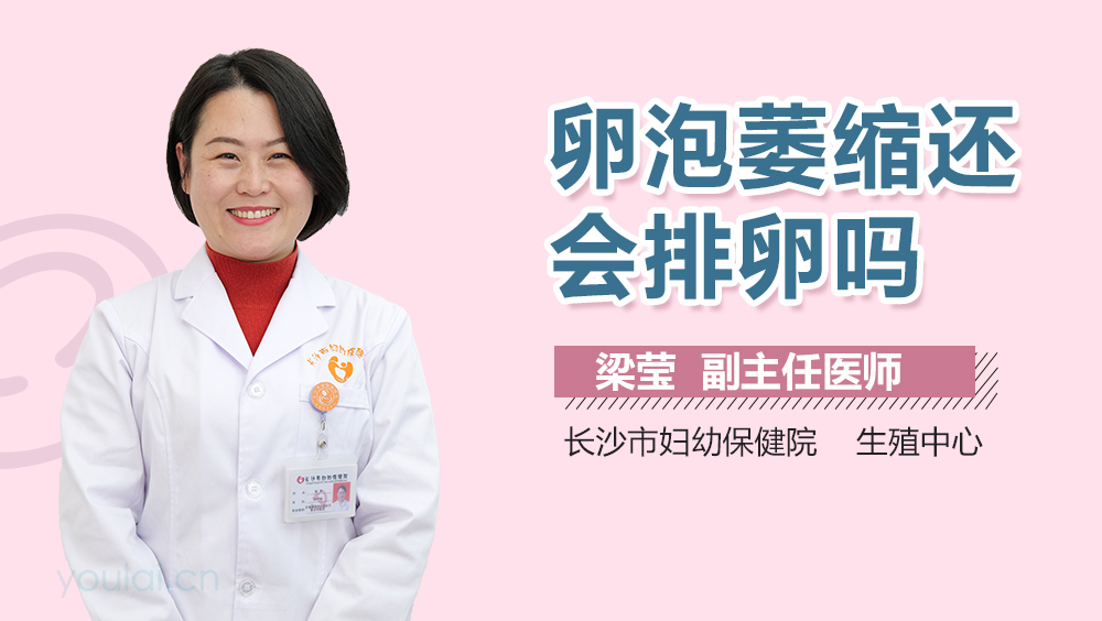 卵泡萎缩还会排卵吗