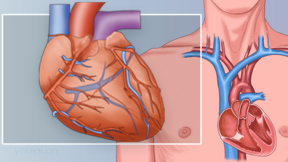心脏的位置、结构及功能