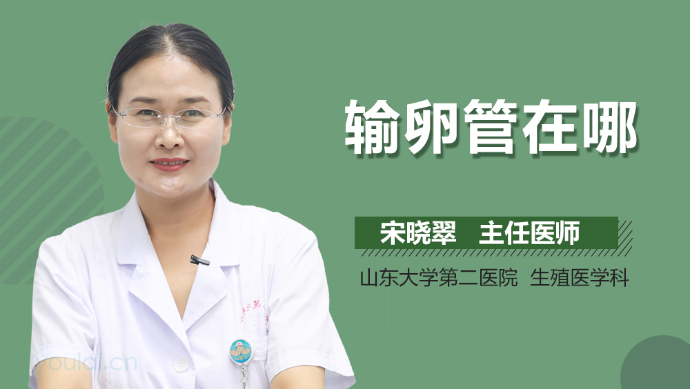 输卵管在哪