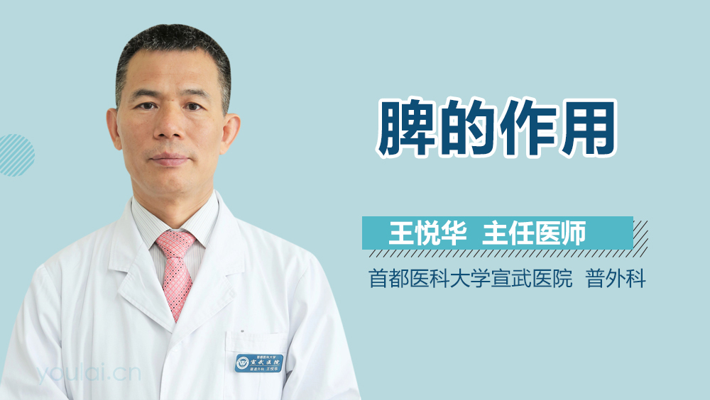 脾的作用