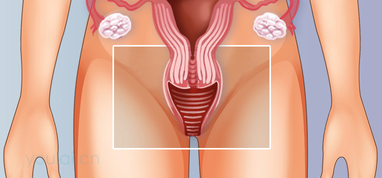 阴道的位置、结构及功能